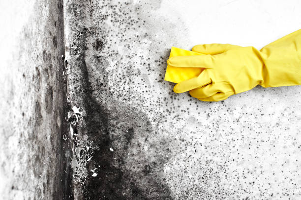 Best Mold Remediation Services  in Henderson, NV