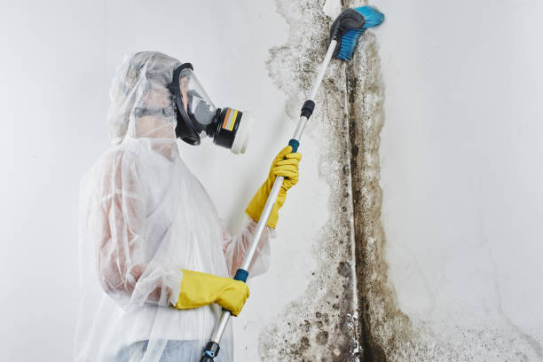 Attic Mold Removal in Henderson, NV