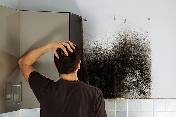 Professional Mold Removal in Henderson, NV