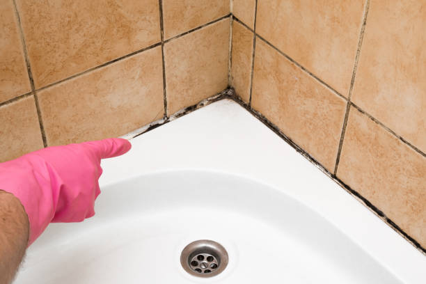 Best Commercial Mold Removal  in Henderson, NV